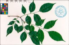 Веточка Pterocarpus indicus