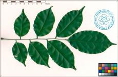 Листва Pterocarpus indicus (верхняя сторона)