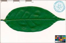 Лист Pterocarpus indicus (верхняя сторона)