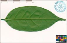 Лист Pterocarpus indicus (нижняя сторона)