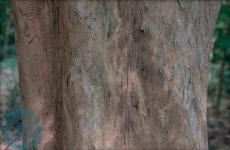 Ствол у Pterocarpus indicus рифлёный. Кора серовато-коричневого цвета; шелушится и отслаивается тонкими чешуйками на старых деревьях и становится гладкой