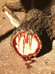 Кровавое дерево (Pterocarpus angolensis)