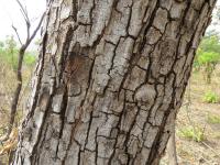 Барвуд – Pterocarpus erinaceus