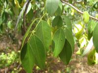 Барвуд – Pterocarpus erinaceus