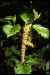 Ольха серая (или Ольха тонколистная – Alnus incana подв. tenuifolia)