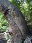Ствол дерева возрастом более 800 лет