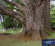 Камфорное дерево (остров Мауи, Гавайи)