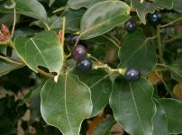 Плоды (чёрная костянка) и листья