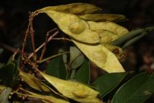 Чичипате (Leptolobium panamense)