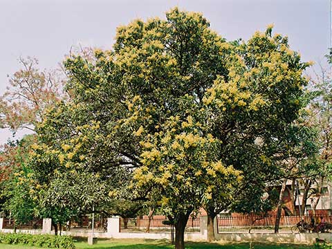 Цветущее дерево манго
