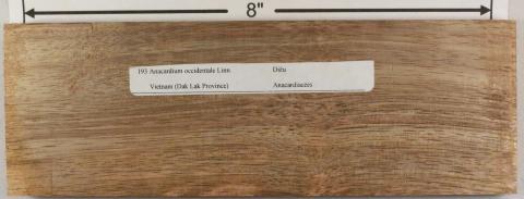 Анакардиум западный (лат. Anacardium occidentale) или Кешью