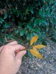 Чинквапин (Chrysolepis chrysophylla)