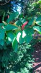 Магнолия длиннозаострённая (Magnolia acuminata)
