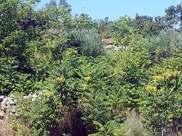 Занятая территория (Ailanthus altissima)