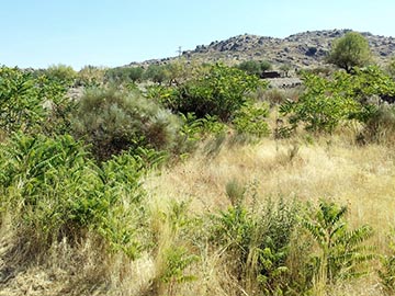 Занятая территория (Ailanthus altissima)