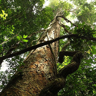 Дерево афрормозия (Afrormosia elata)