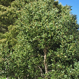 Молодое дерево чёрной акации (Испания, Канарские о-ва)