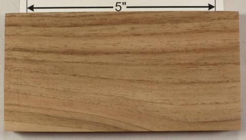 Альбиция ленкоранская (Albizia julibrissin)