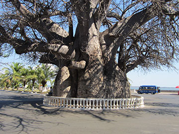 Баобаб в Махадзанге (Мадагаскар) имел окружность 21 метр к 2013 году