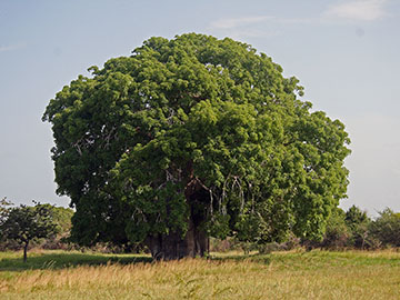 Баобаб с листвой (г. Багамойо, Танзания)