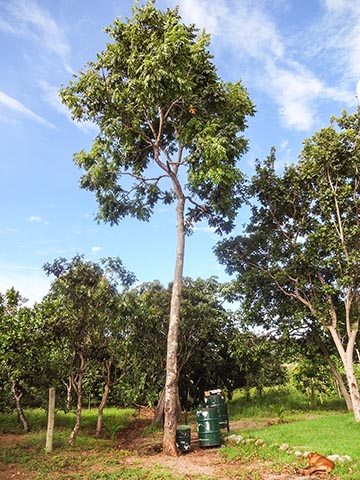 Дерево (A. fraxinifolium)