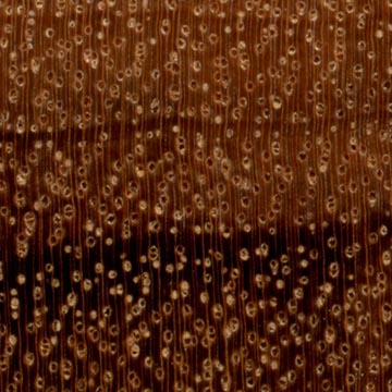 Гонкало – волокна древесины (увеличено)