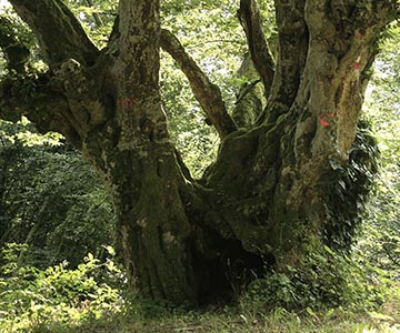 Граб обыкновенный – старое дерево