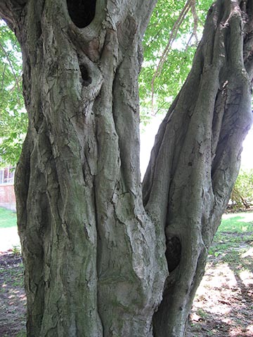 Граб обыкновенный – кора зрелого дерева