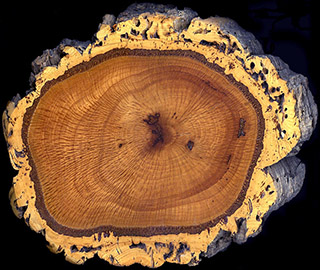 Сечение ствола пробкового дуба – Quercus suber