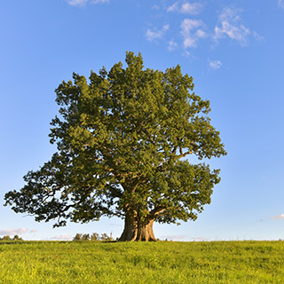 Дуб Тамме-Лаури является самым толстым и самым старым деревом в Эстонии