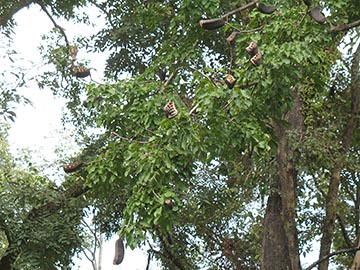 Afzelia xylocarpa – открытые стручки на дереве. Лаос, Луангпхабанг
