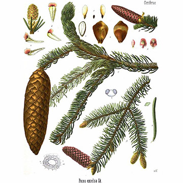 Ель обыкновенная (Picea abies). Ботаническая иллюстрация из книги Köhler’s Medizinal-Pflanzen, 1887