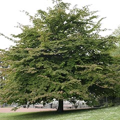 Железное дерево