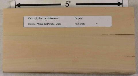Каликофиллум белоснежный (Calycophyllum candidissimum)