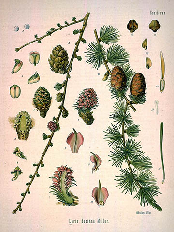 Ботаническая иллюстрация из книги Köhler’s Medizinal-Pflanzen, 1887