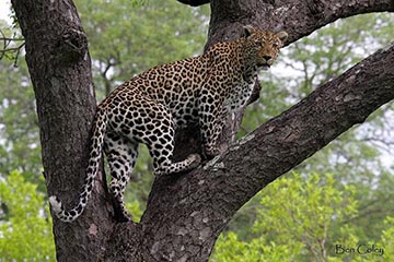 Леопард на дереве марула
