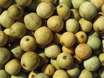 Зрелые плоды марулы
