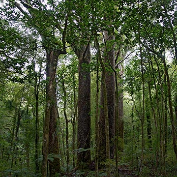 Группа деревьев каури в лесу Вайпуа вдоль пешеходной дорожки, ведущей к Якас (Yakas) каури