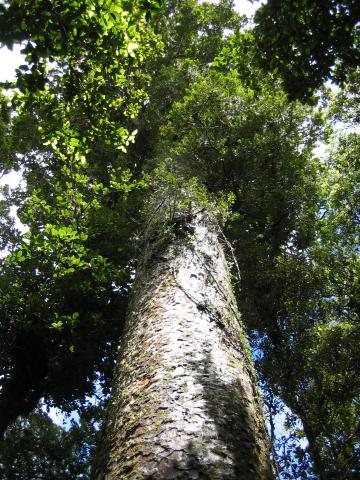 Каури в лесу Вайпуа (Лес на западном побережье Северного острова Новой Зеландии)