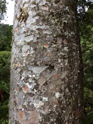 Кора каури (Waiau Kauri Grove – роща Каури, Коромандел, Новая Зеландия)