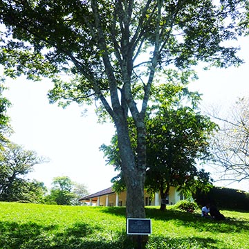 Дерево Недун (Pericopsis mooniana)
