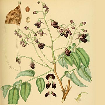 Ботаническая иллюстрация. Справочник «Flora of Ceylon»