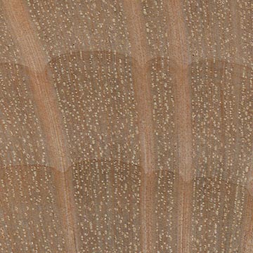 Ольха непальская – волокна древесины, увел. 10х