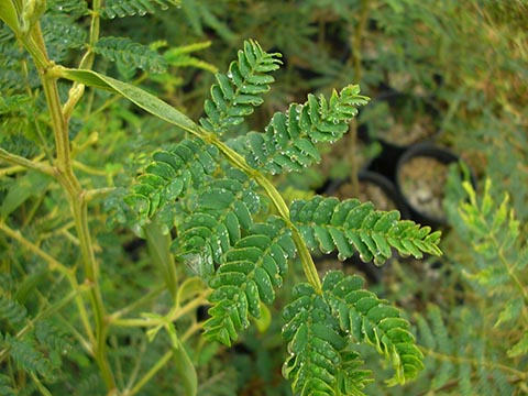 Филлодий с перистыми срезами листьев на молодом экземпляре