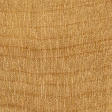 Самшит вечнозелёный – волокна древесины, увел. 10х