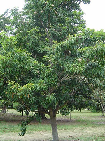 Саподилловое дерево