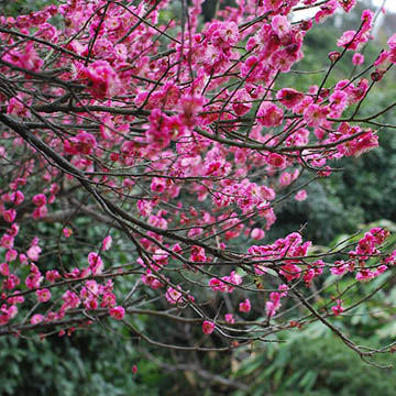 Цветущее дерево Сливы Домашней в китайском парке
