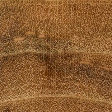 Слива – волокна древесины (увеличено)