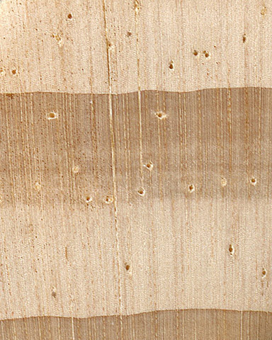 Сосна скрученная широкохвойная – волокна древесины