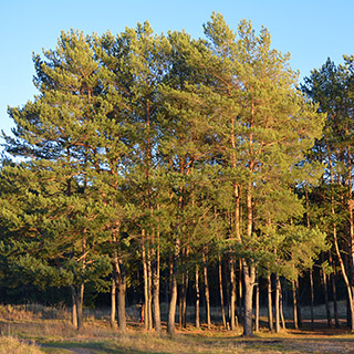 Опушка соснового леса (г.Протвино, Московская область, Россия)